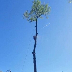 Tree Cutting & Removal